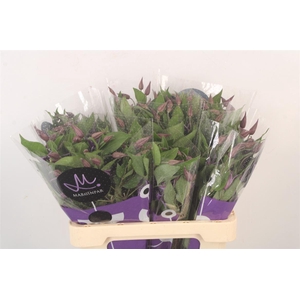 Clematis Blue Pirouette