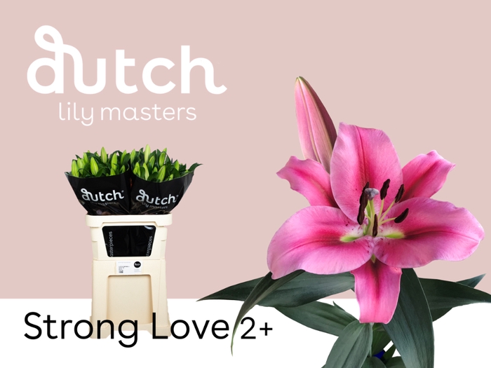 <h4>Lilium or strong love</h4>