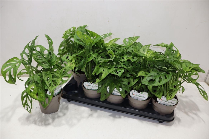 <h4>Monstera Adansonii</h4>