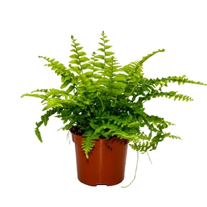 Nephrolepis Bostoniensis
