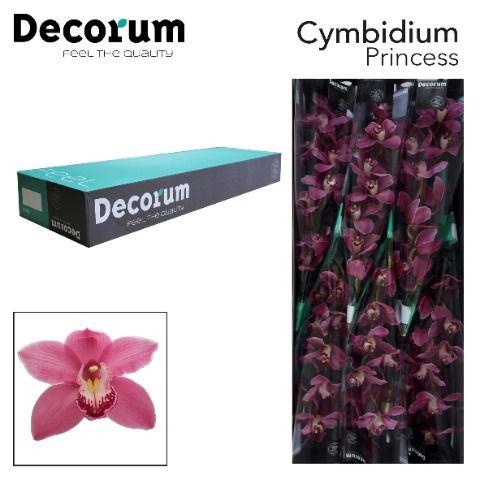 <h4>CYMB T PRINCESS Decorum 80cm.</h4>