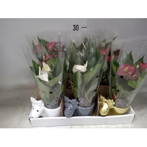 Anthurium   ...mix