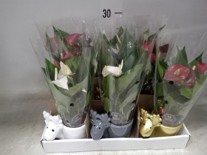 <h4>Anthurium   ...mix</h4>