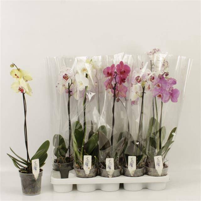 <h4>PHAL GEM</h4>