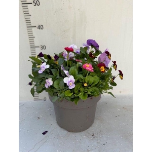 PERKPL TOEF 5 KL stock