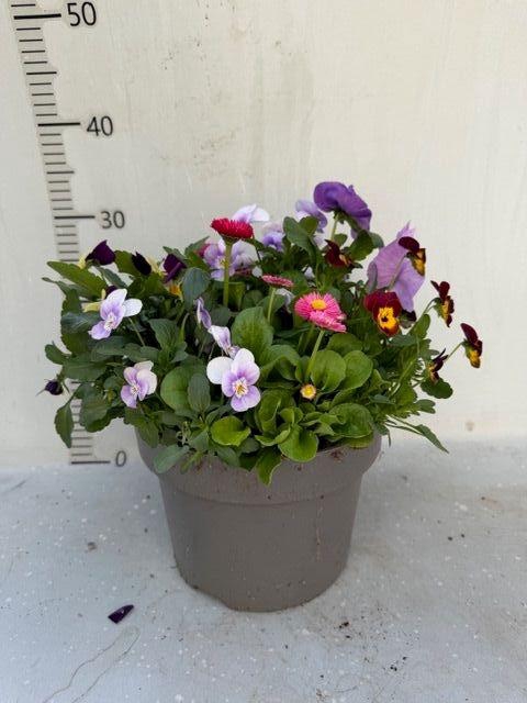 <h4>PERKPL TOEF 5 KL stock</h4>