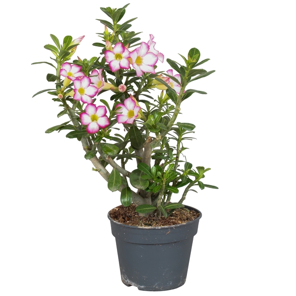 <h4>Adenium 17cm roze</h4>