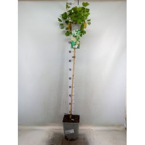 Ribes rubrum 'Weisse Versailles'