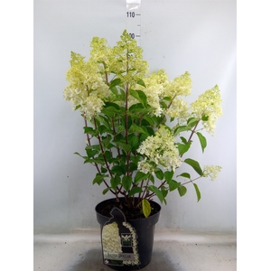 Hydrangea pan.