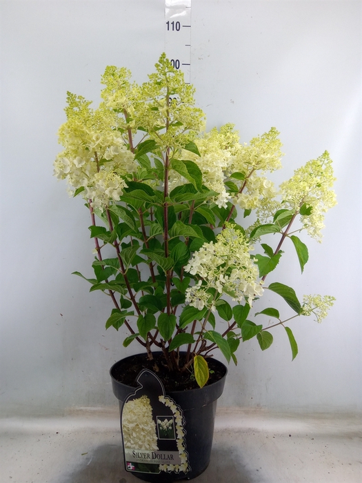 <h4>Hydrangea pan.</h4>