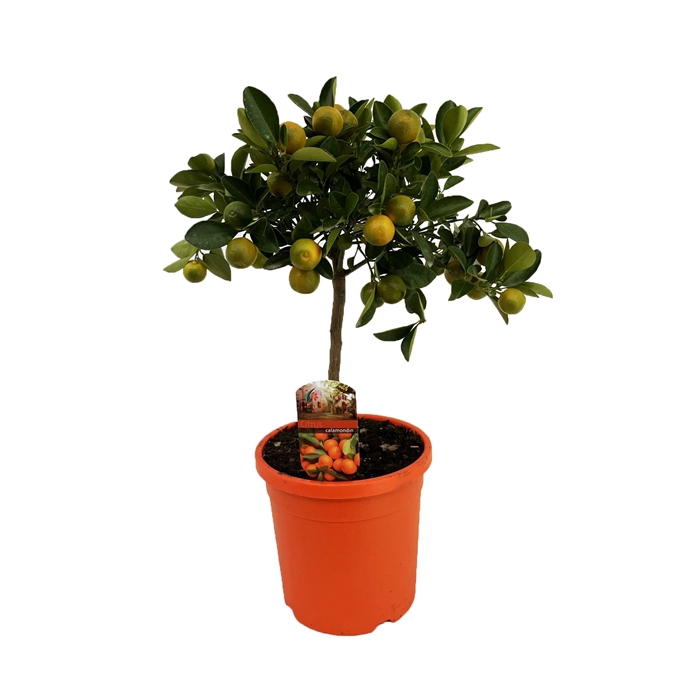 <h4>Citrus calamondin</h4>