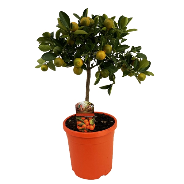 <h4>Citrus calamondin</h4>