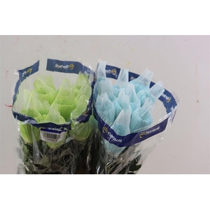 Chr G Tinted Newton Dyed Pastel Mix