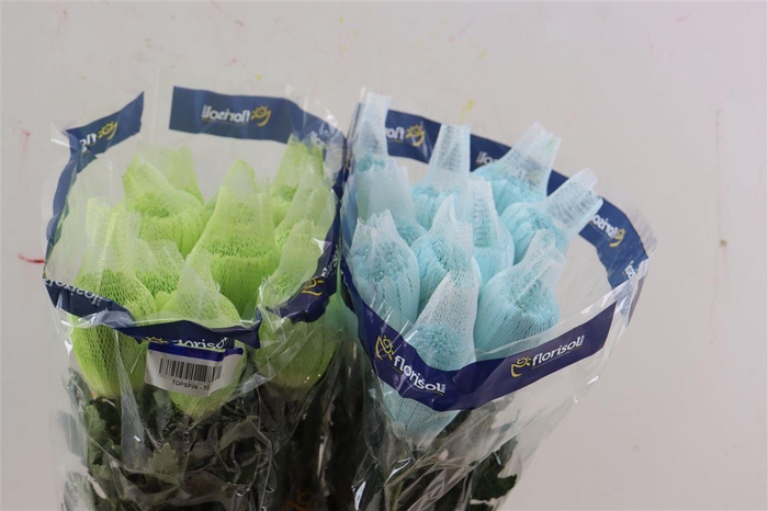 <h4>Chr G Tinted Newton Dyed Pastel Mix</h4>