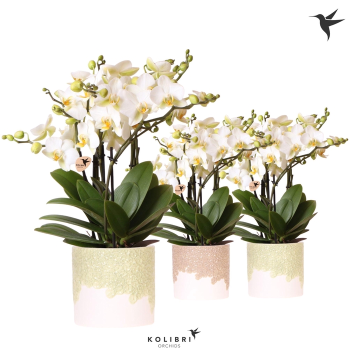<h4>Kolibri Orchids Phalaenopsis Blossom Lausanne 6 spike in Bloom pot sand mix</h4>