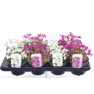 Arabis caucasica mix