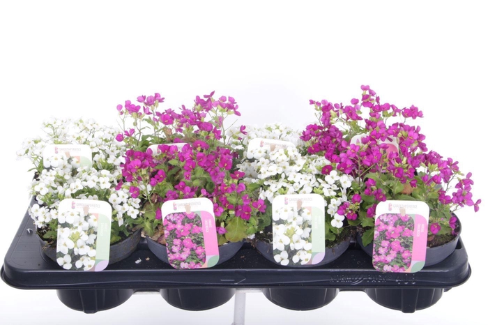 <h4>Arabis caucasica mix</h4>