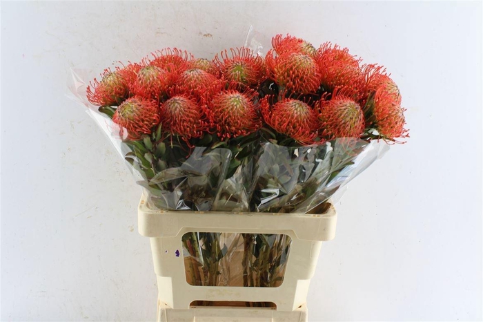 <h4>LEUCO CO SUCCESSION</h4>