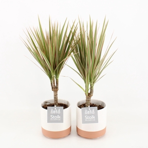 Dracaena Marginata Bicolor in Milou keramiek