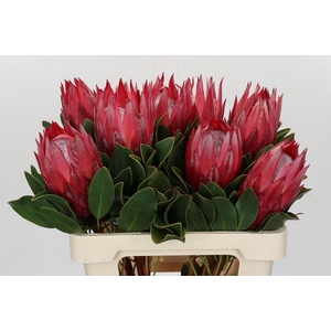 Protea Cynaroides Madiba