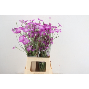 AGROSTEM QUEEN PURPLE