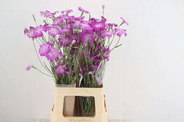 <h4>AGROSTEM QUEEN PURPLE</h4>