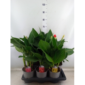 Canna  'Cannova'   ...mix