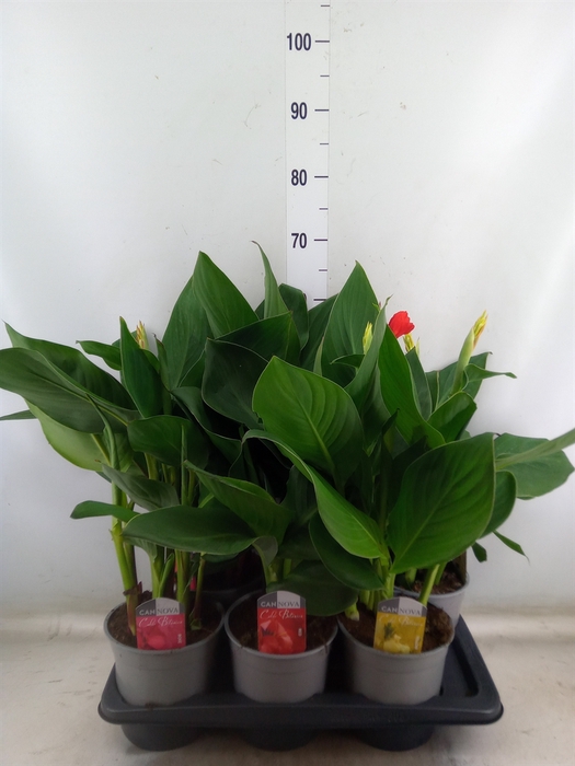 <h4>Canna  'Cannova'   ...mix</h4>