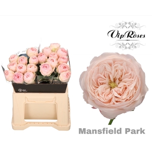 R KL MANSFIELD PARK x20