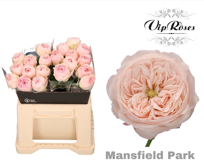 <h4>R KL MANSFIELD PARK x20</h4>