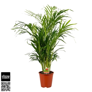 Dypsis Lutescens P19cm - H100cm (Areca)