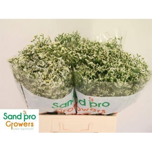 LIMONIUM SINENSE 'CHINA WHITE'