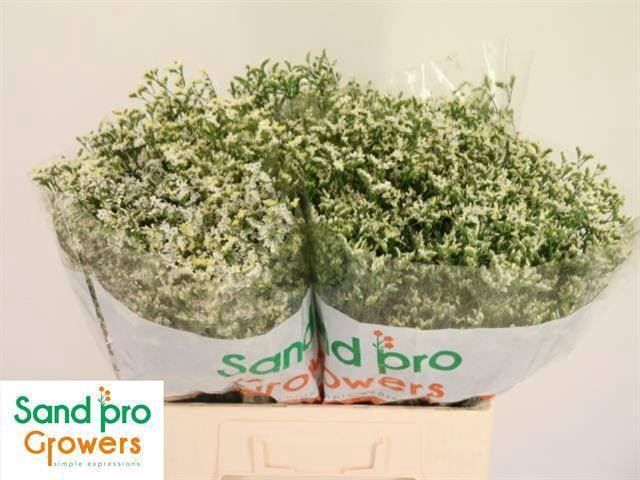 <h4>LIMONIUM SINENSE 'CHINA WHITE'</h4>