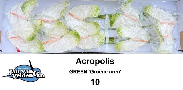 <h4>ANTH A ACROPOLIS/groen</h4>