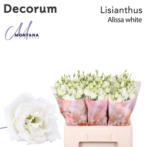 Lisianthus Alissa white 60cm