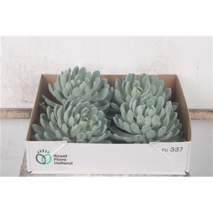 Echeveria Elegans X4