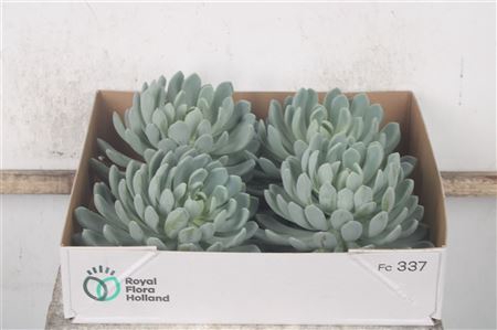 <h4>Echeveria Elegans X4</h4>