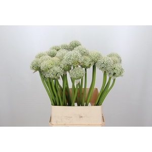 Allium White Giant