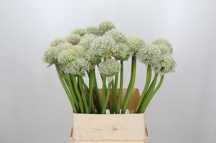 <h4>Allium White Giant</h4>