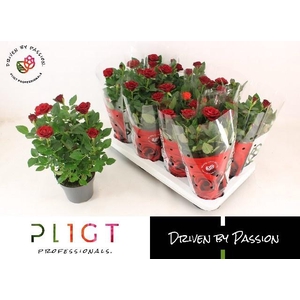 RO SCA MERCEDES KORD