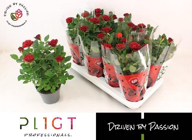 <h4>RO SCA MERCEDES KORD</h4>