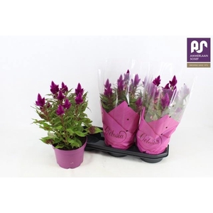 CEL DEEP PURPLE