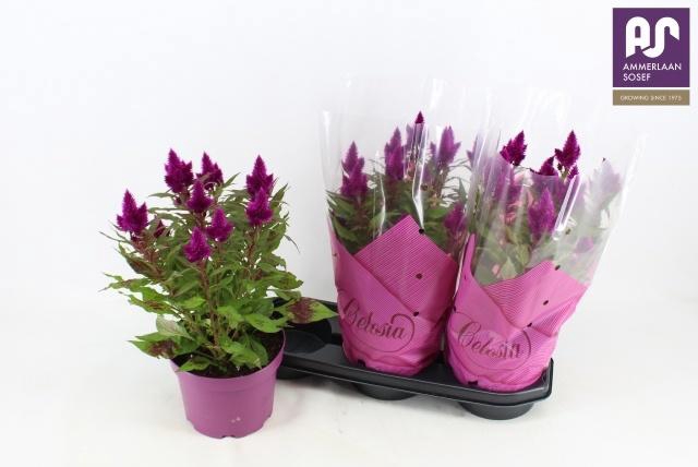 <h4>CEL DEEP PURPLE</h4>