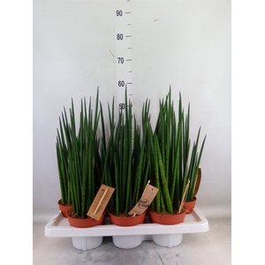 Sansevieria bacularis