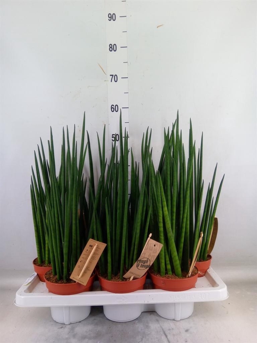 <h4>Sansevieria bacularis</h4>