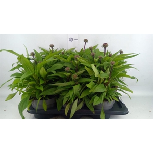 Echinacea   ...