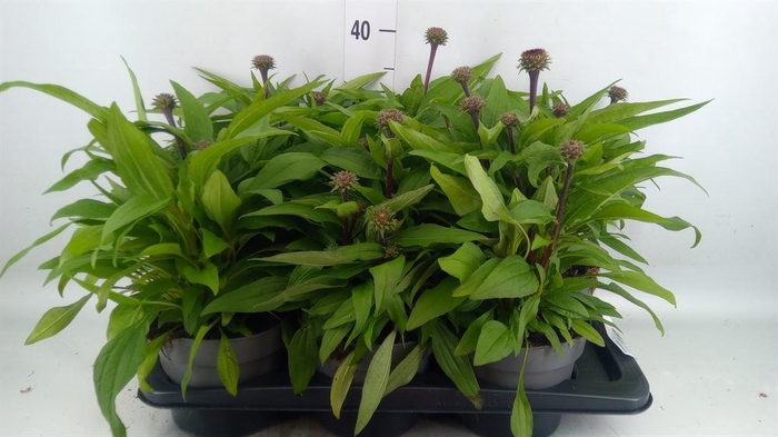 <h4>Echinacea   ...</h4>