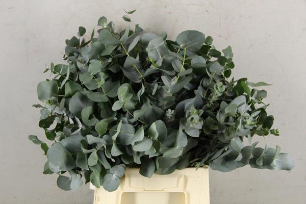 <h4>Eucalyptus Cinerea Kort Bs</h4>