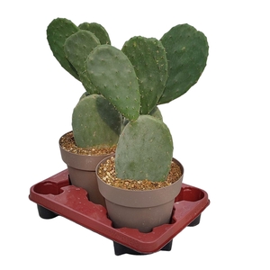 OPUNTIA FICUS INDICA - POT Ø 20 - TRAY 2 PCS (CACTUS)