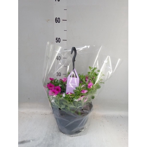 Calibrachoa  'Trixi Tricolore'